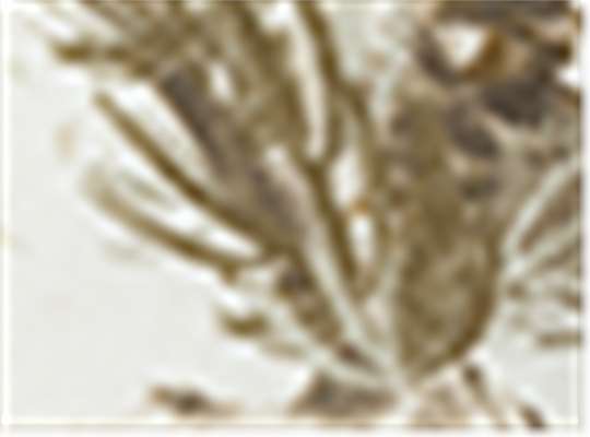 White Realtree AP